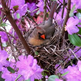 Птицы вьют гнезда весной (38 фото)