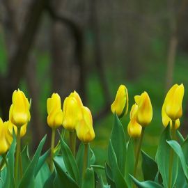 Весна желтые тюльпаны (38 фото)