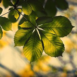 Каштан листья весной (23 фото)
