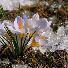 С наступающей весной (58 фото)