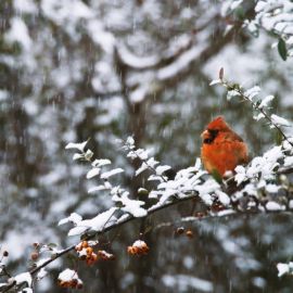 Птицы Алтая зимой (59 фото)