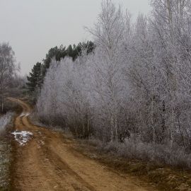 Бесснежная зима (54 фото)
