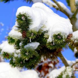 Растения зимой (53 фото)