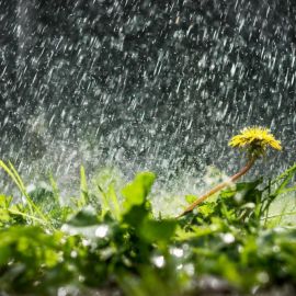 Дождь летом (59 фото)