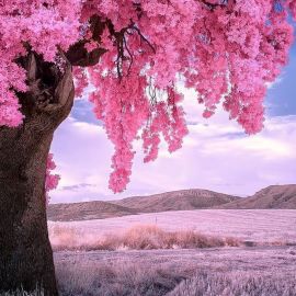 Розовый пейзаж (56 фото)