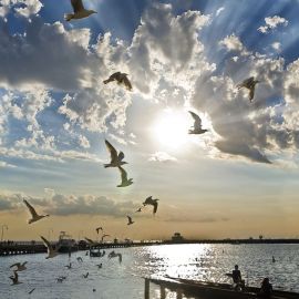 Чайки в небе (52 фото)
