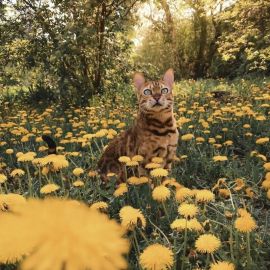 Коты на природе (57 фото)