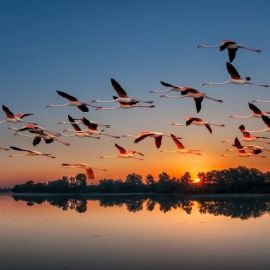 Стая птиц в небе (55 фото)