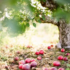 Яблоки в саду (54 фото)