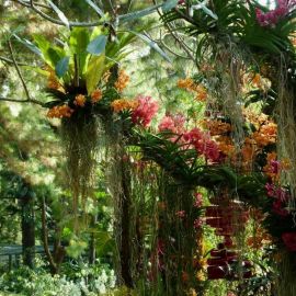 Сад орхидей (54 фото)