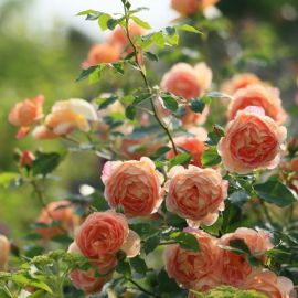 Английские розы в саду (56 фото)