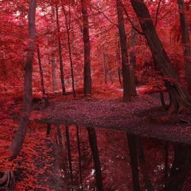 Бордовая осень (58 фото)