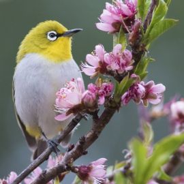 Птицы весной (59 фото)