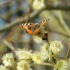 Первые бабочки весной (58 фото)