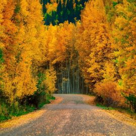Леса осенью (58 фото)