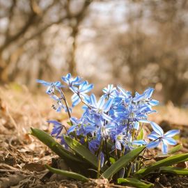 Синие цветочки ранней весной (57 фото)