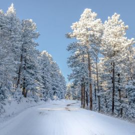 Зимний лес в снегу (57 фото)