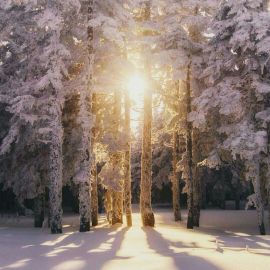 Утренний зимний лес (55 фото)