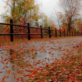 Природа осень дождь (57 фото)