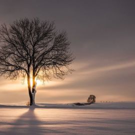 Одинокое дерево зимой (53 фото)