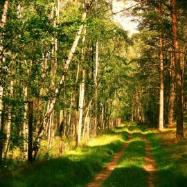 Русский лес летом (59 фото)