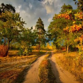 Лесная дорога осень (52 фото)
