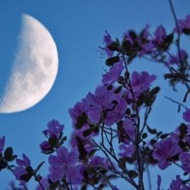 Весенний цветок осенняя Луна (56 фото)