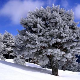 Зима деревья в снегу (56 фото)