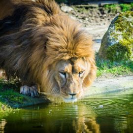 Лев в природе (53 фото)