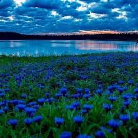Синий цвет в природе (54 фото)