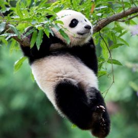 Панда в природе (51 фото)