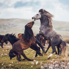 Мустанги лошади в дикой природе (58 фото)