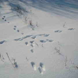 Следы зайца на снегу (46 фото)