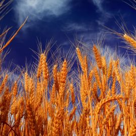 Колосья пшеницы (52 фото)
