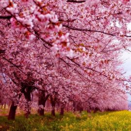 Цветущая Сакура в Японии (58 фото)