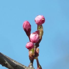 Почки вишни (56 фото)