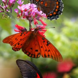 Бабочки в природе (55 фото)