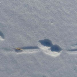 Следы ласки на снегу (42 фото)