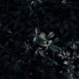 Черный лист (54 фото)