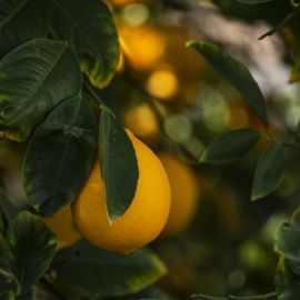 Листья лимона (54 фото)
