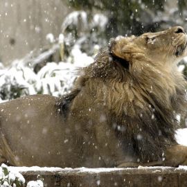 Животные в снегу (58 фото)