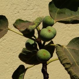 Листья инжира (54 фото)