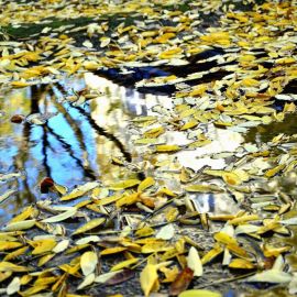 Листья на воде (52 фото)