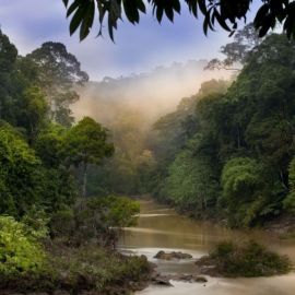 Красивые джунгли (56 фото)