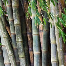 Цветущий бамбук (54 фото)