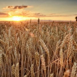 Пшеница и плевелы (54 фото)