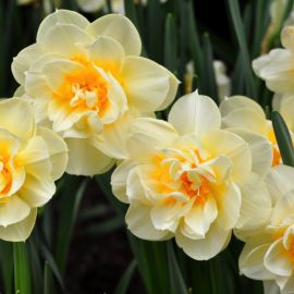 Нарцисс цветок (59 фото)
