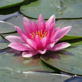 Водяная Лилия цветок (58 фото)