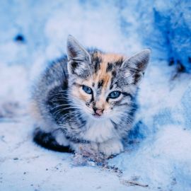 Кошка в снегу (57 фото)