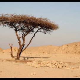 Саксаул растение пустыни (60 фото)